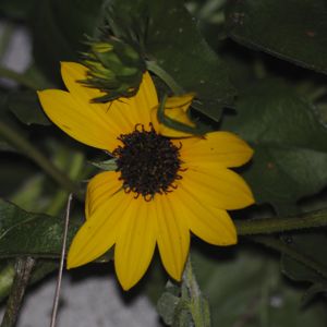 east coast dune sunflower